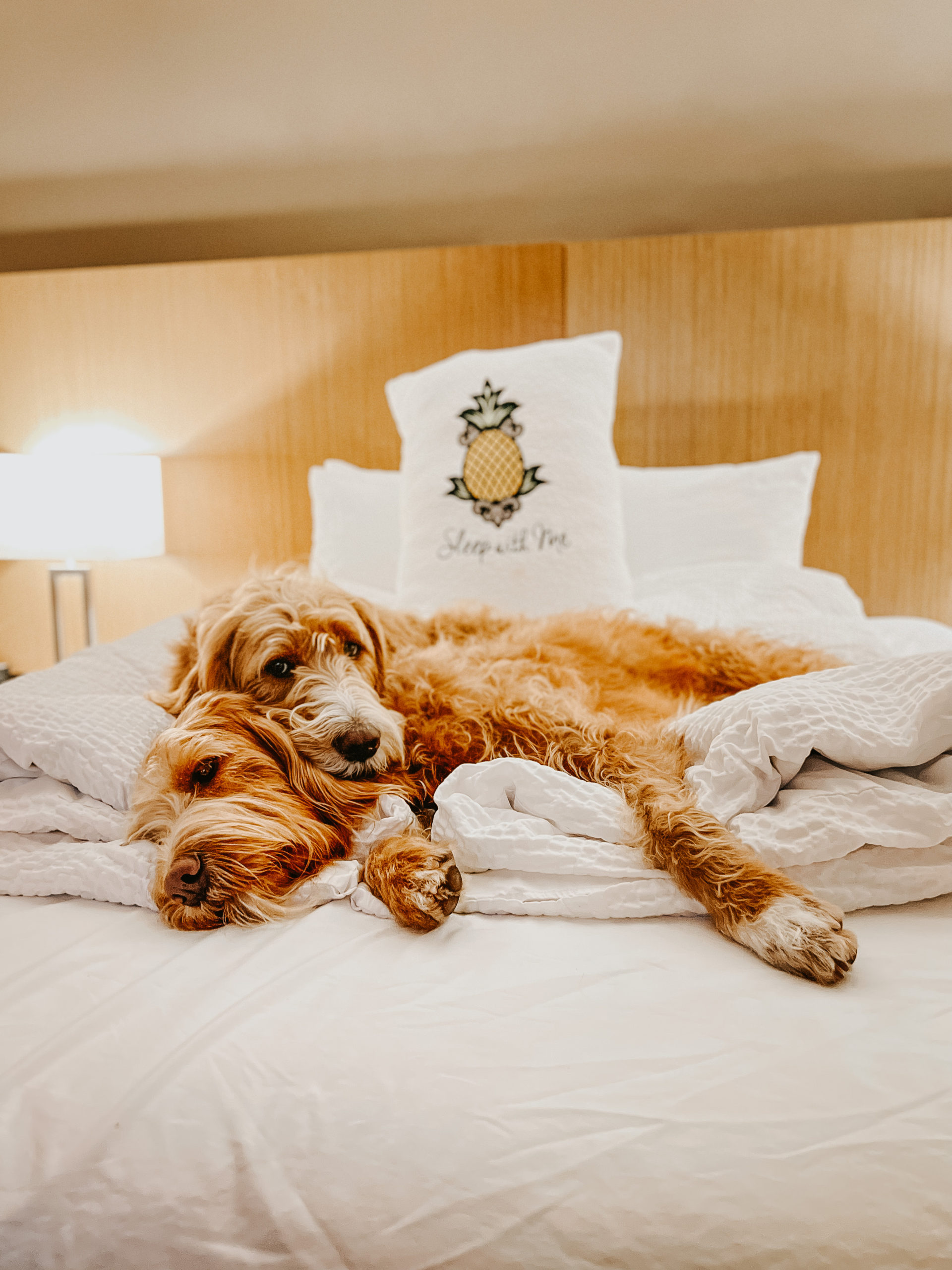 Chase and Rado lay together on a hotel bed at StayPineapple.