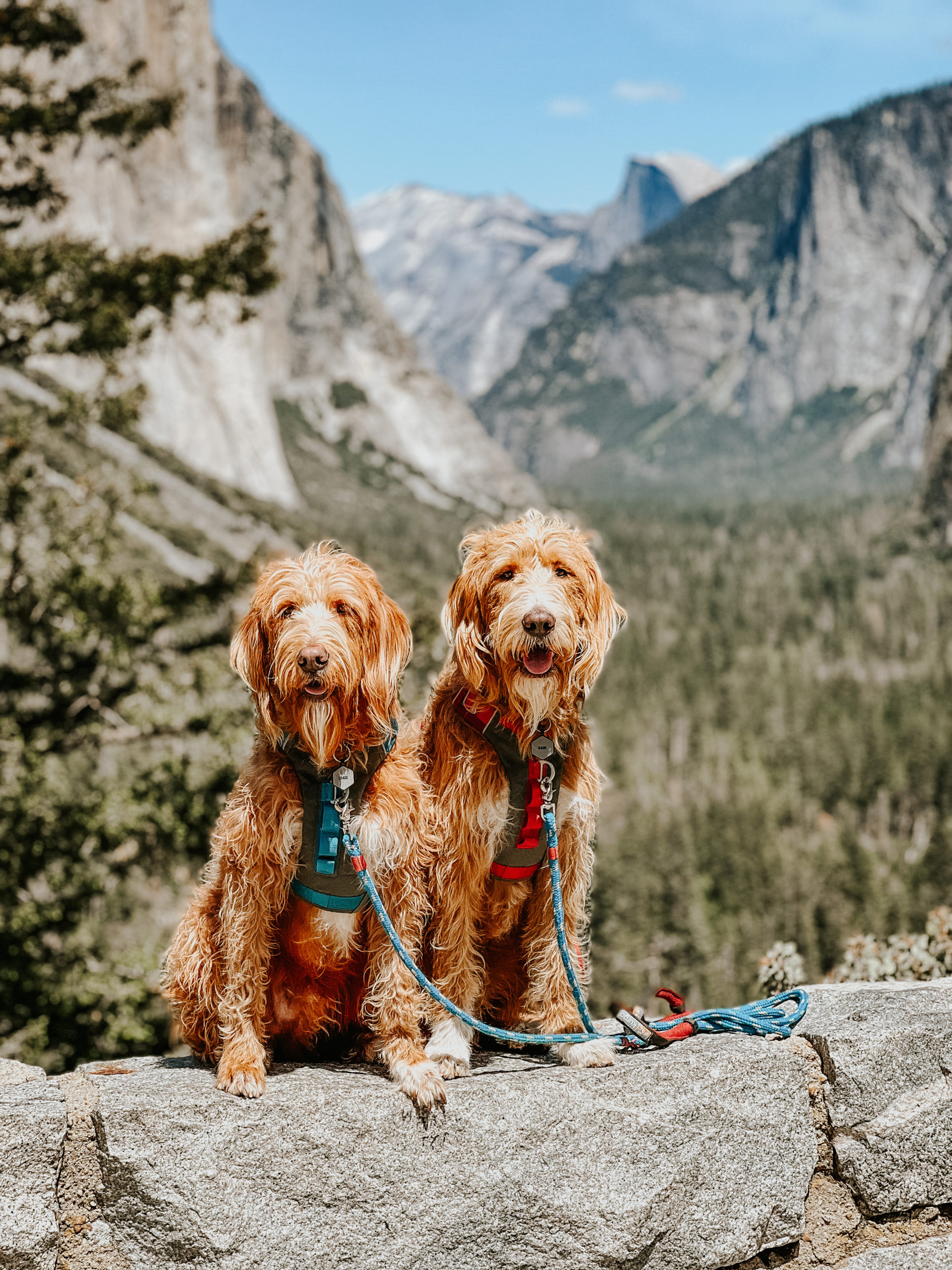 Chase and Rado, two tan and white labradoodles, sit together smiling at the camera. Behind them are views of Yosemite National Park.