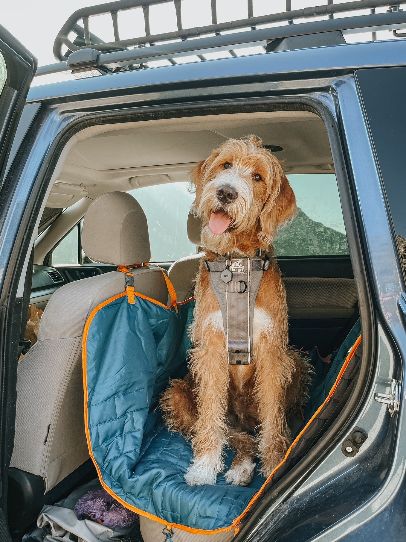 Rado, a tan and white labradoodle, sits in the backseat of a car. He's sitting on a blue and orange hammock that protects the seats of the car.