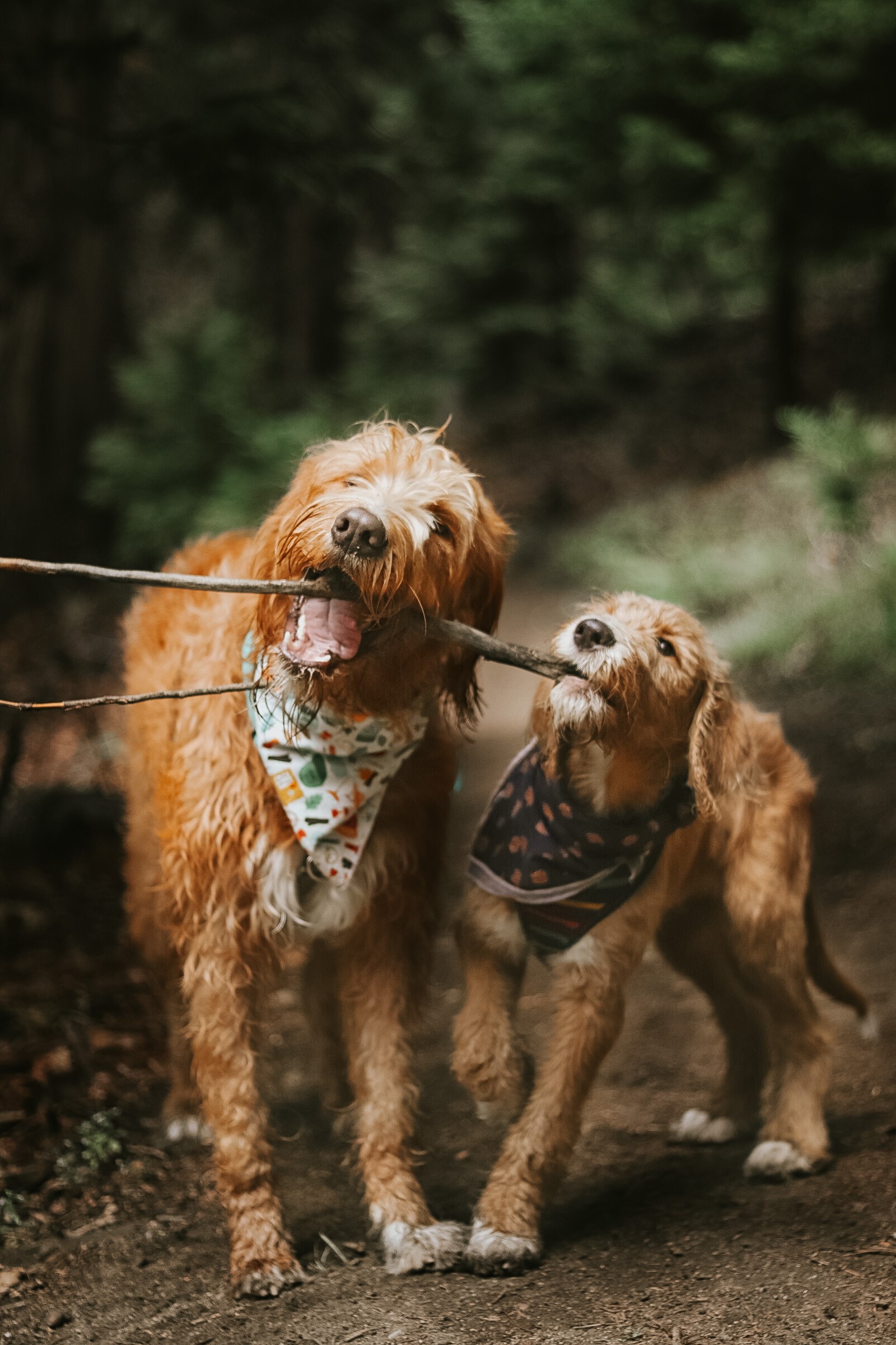 Chase and puppy Rado tug on a stick together.