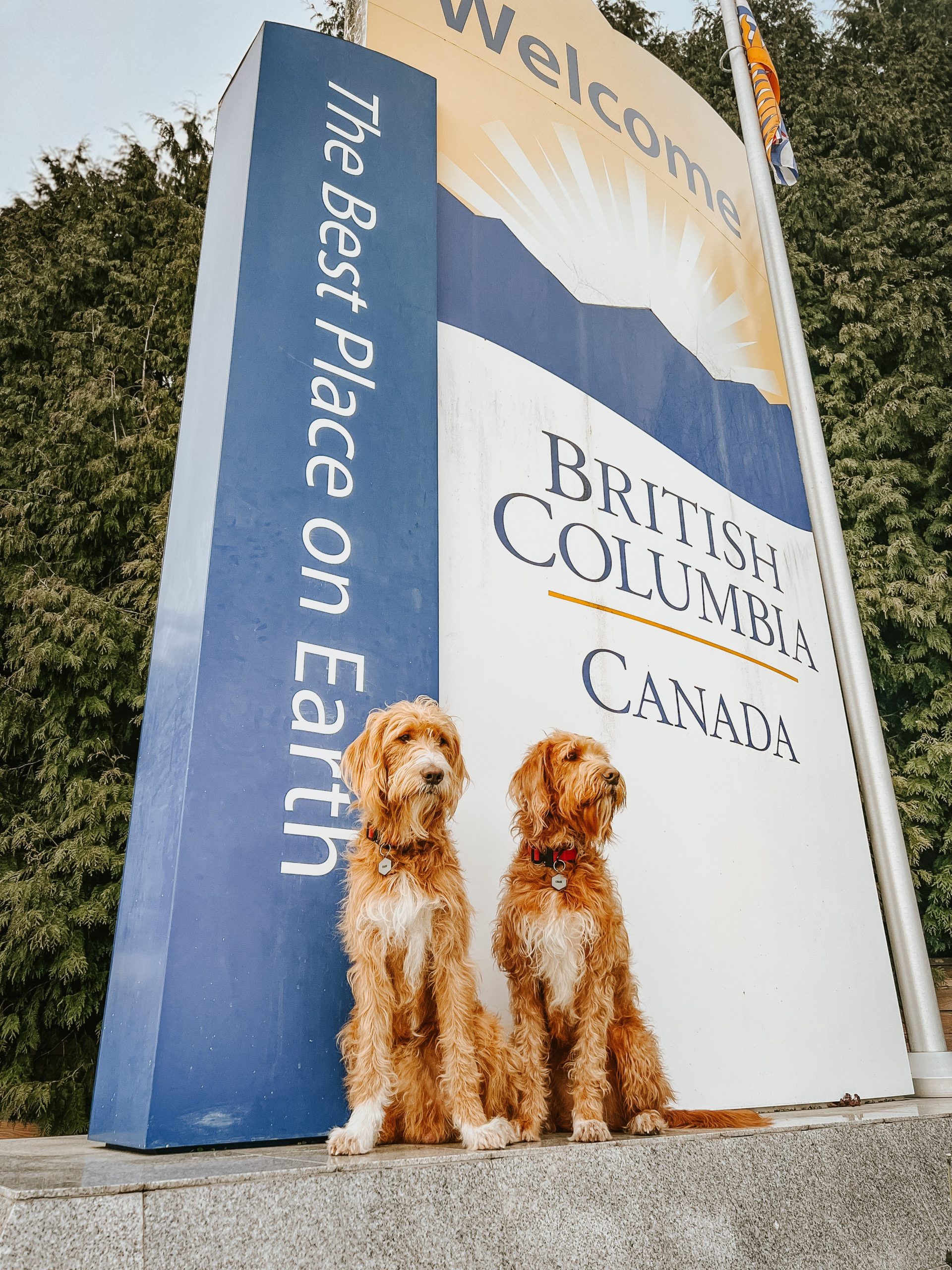 Chase and Rado, two tan and white labradoodles sit in front of the Welcome to British Columbia, Canada sign.