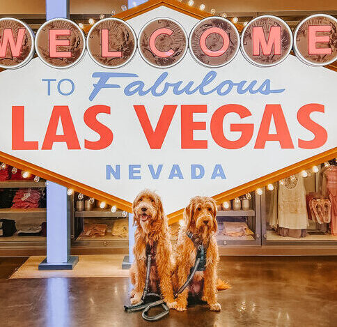 Chase and Rado, two tan and white labradoodles, stand in front of a Las Vegas Sign.